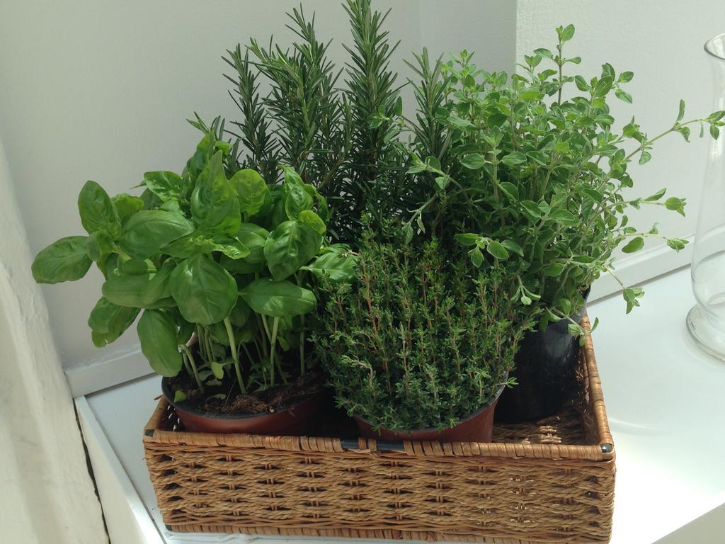 Select Garden Roma